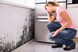 Professional Mold Inspection in Bloomfield, IN